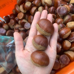 生栗1kg~の画像