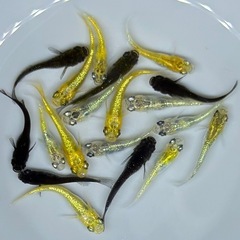 【現物】20匹　めだか　ラメ系　ワイドフィン系　ヒレ長系　メダカ　ミックス　Eg/1 【現物】　針子抜け稚魚〜幼魚サイズの画像