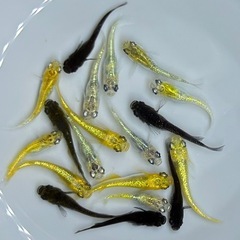 【現物】20匹　めだか　ラメ系　ワイドフィン系　ヒレ長系　メダカ　ミックス　Eg/1 【現物】　針子抜け稚魚〜幼魚サイズの画像