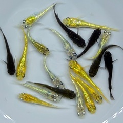 【現物】20匹　めだか　ラメ系　ワイドフィン系　ヒレ長系　メダカ　ミックス　Eg/1 【現物】　針子抜け稚魚〜幼魚サイズの画像