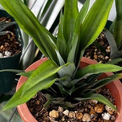 トロピカル栽培の決定版ピーチパイン他🍍パイナップル苗1株（吸芽）の画像