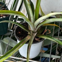 トロピカル栽培の決定版ピーチパイン他🍍パイナップル苗1株（吸芽）の画像