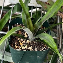 トロピカル栽培の決定版ピーチパイン他🍍パイナップル苗1株（吸芽）の画像