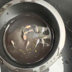 三色ダルマ　10匹　メダカの画像