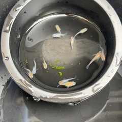 三色ダルマ　10匹　メダカの画像