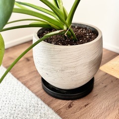 モンステラ　観葉植物　グリーン　植物の画像
