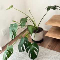 モンステラ　観葉植物　グリーン　植物の画像