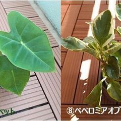 観葉植物いろいろ（100円～）| フィロデンドロン、モンステラ、アロカシア類の画像