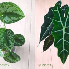 観葉植物いろいろ（100円～）| フィロデンドロン、モンステラ、アロカシア類の画像