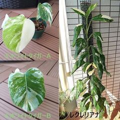 観葉植物いろいろ（100円～）| フィロデンドロン、モンステラ、アロカシア類の画像