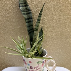 観葉植物🪴サンスベリア「トラの尾」①の画像