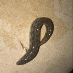 ドジョウ２匹『取引決定済み』