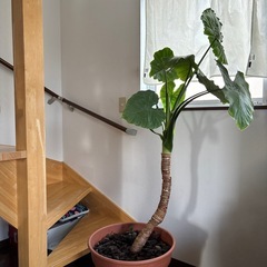 観葉植物　クワズイモ　幹太めの画像