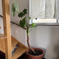 観葉植物　クワズイモ　幹太めの画像