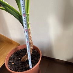 観葉植物　クワズイモ　幹太めの画像