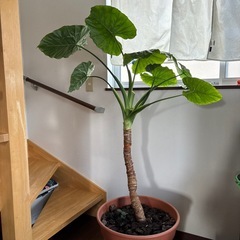 観葉植物　クワズイモ　幹太めの画像