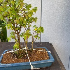 唐楓の寄せ植え（盆栽）の画像