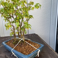唐楓の寄せ植え（盆栽）の画像