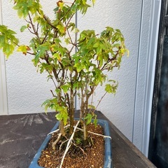 唐楓の寄せ植え（盆栽）の画像