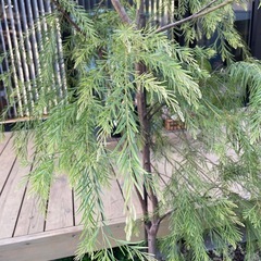 アカシア　フィンブリアータ　植栽　植物　グリーン　庭木　雑木　の画像