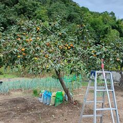 ■柿狩り❗️ ❓　 ★ 太秋柿　1個30円❗️の画像