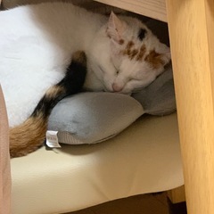 里親募集です。