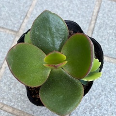 金のなる木・斑入り(ミニ苗)の画像
