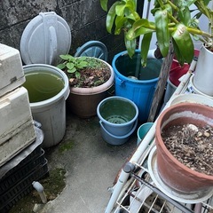 植物　植木鉢　色々　たくさんの画像