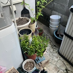 植物　植木鉢　色々　たくさんの画像