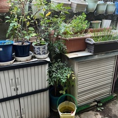 植物　植木鉢　色々　たくさんの画像