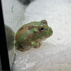 激カワ！チャコガエルの画像