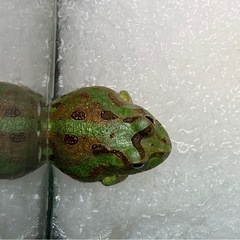 激カワ！チャコガエルの画像