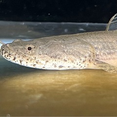 ポリプテルスアンソルギー　　Wildの画像
