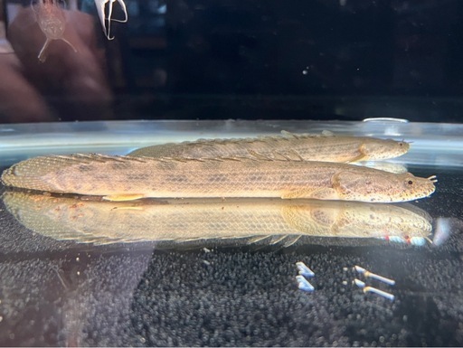 ポリプテルスアンソルギー　　Wild