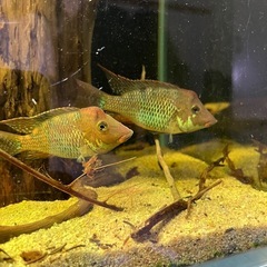 熱帯魚　シクリッド　
ゲオファーガス　スタインダックネリー の画像