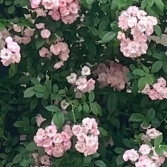 群舞(つるバラ)／苗①の画像