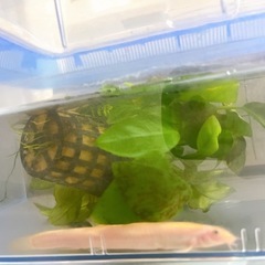 受け渡し決定しました　黄　ドジョウ
の画像
