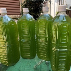 🟩凄い‼︎青水GREEN🩲WATER長維持.グリーン🩲ウォーター⒉ℓ×⒋本=8,000.ml｛⒏ℓ｝メダカ針子から成魚まで育成の為に！の画像