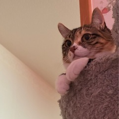 2歳小さめ🐈三毛猫ちゃん