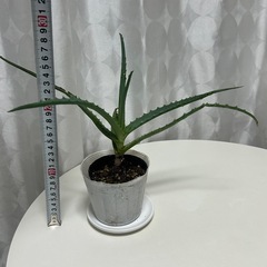 多肉植物　キダチアロエの画像