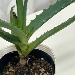 多肉植物　キダチアロエの画像