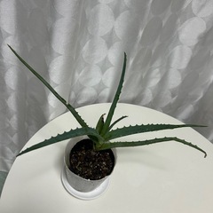 多肉植物　キダチアロエの画像