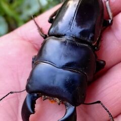 【ラスト 即ブリOK】ダイオウヒラタクワガタ ペア販売⑥ 2025の画像