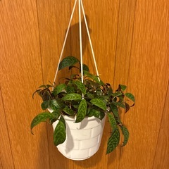 観葉植物セットの画像