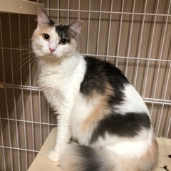 1才4ヶ月の長毛ゴージャス姉妹❗️