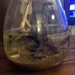グラスアクアリウムセット　水槽　メダカの画像