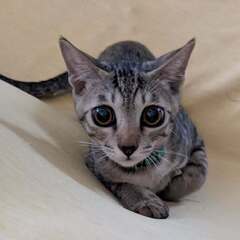 11月9日（日）ふれあい譲渡会🐾エルくん🐾 7ヶ月の男の子