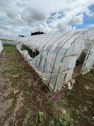 7万円、ビニールハウス6間、育苗や物置、建て替えにいかがですか？