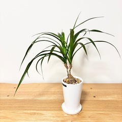 タコの木　観葉植物　フィールザグリーン　植物の画像