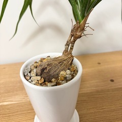 タコの木　観葉植物　フィールザグリーン　植物の画像
